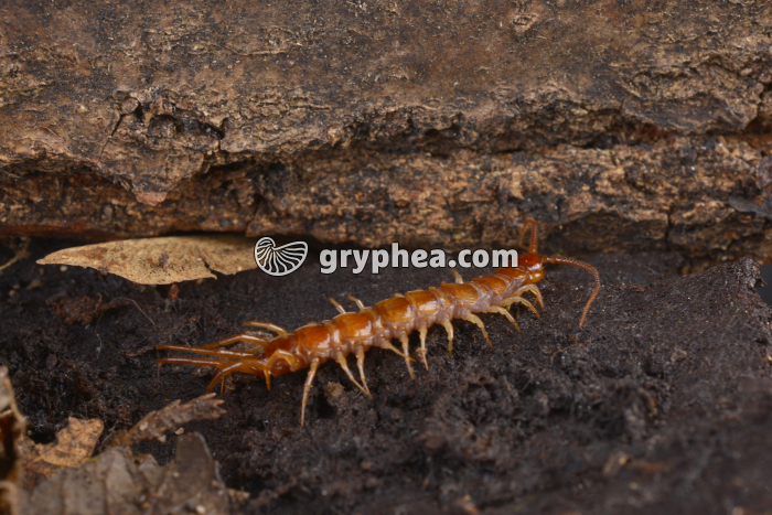 Lithobie - gryphea.org